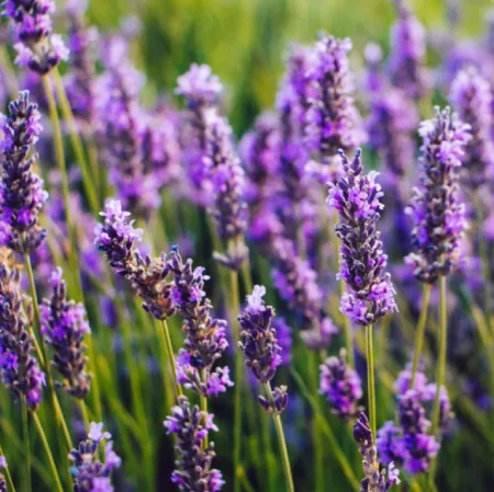 Lavanda-planta-resistente-calor Lavanda-planta-resistente-calor