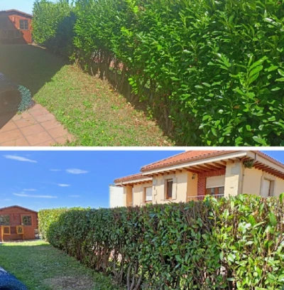 Poda-setos-antes-y-despues Poda-setos-antes-y-despues