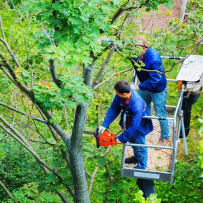 Podas-en-altura Podas-en-altura