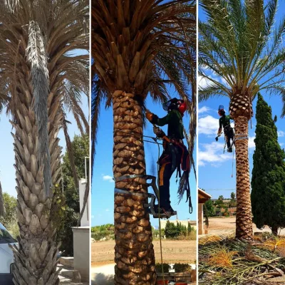 Poda-palmera-antes-despues Poda-palmera-antes-despues