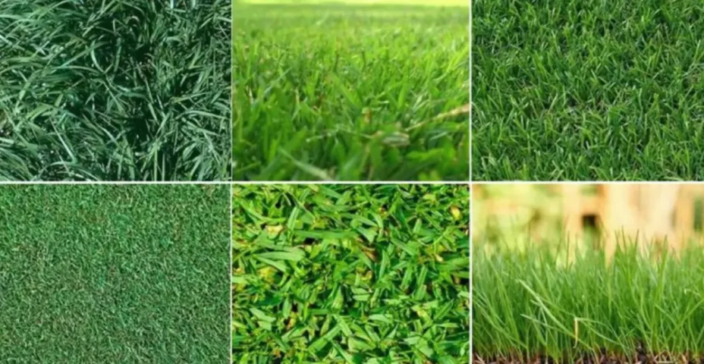 Variedades de cesped