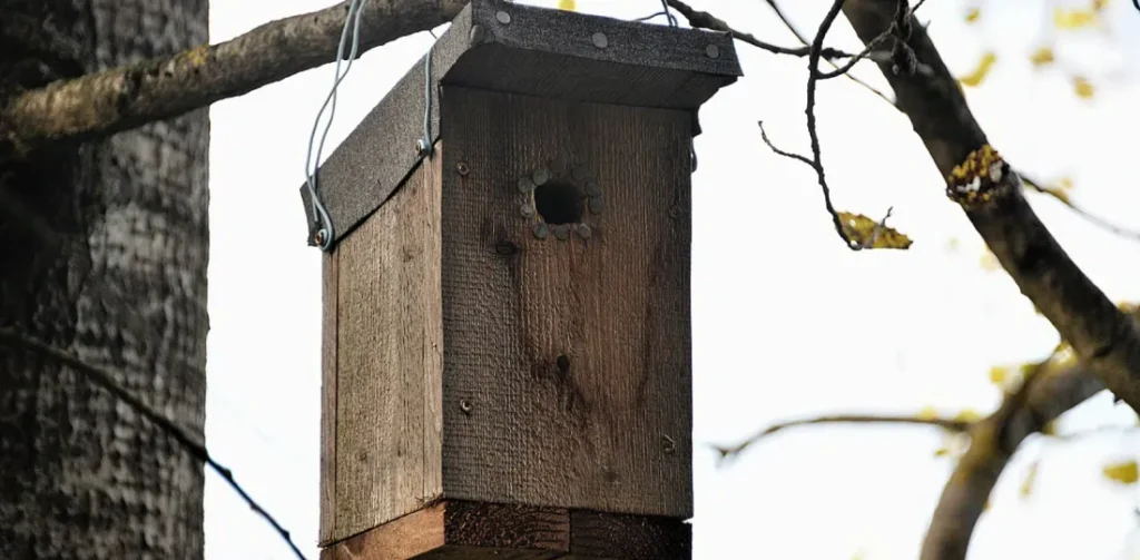 Nidos para aves reubicadas 
