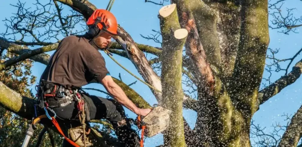 Poda de arboles en altura