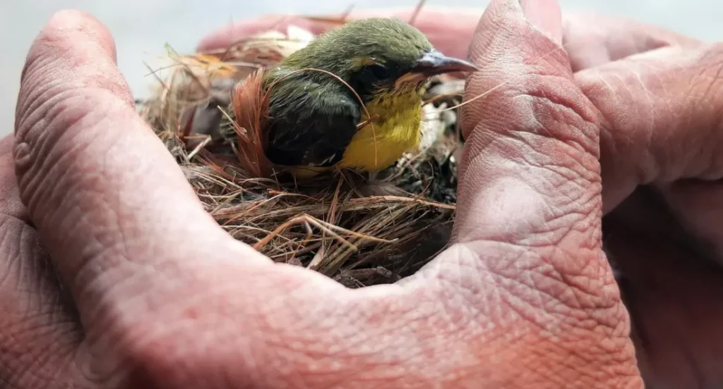 Reubicacion de nidos de aves