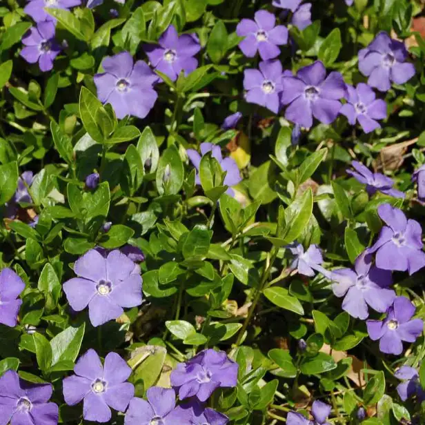 Planta-vinca-adora-semisombra