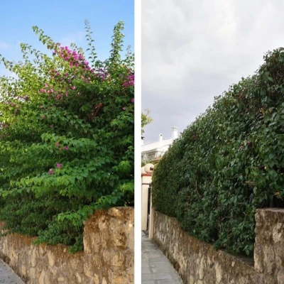 Poda-de-setos-antes-despues Poda-de-setos-antes-despues