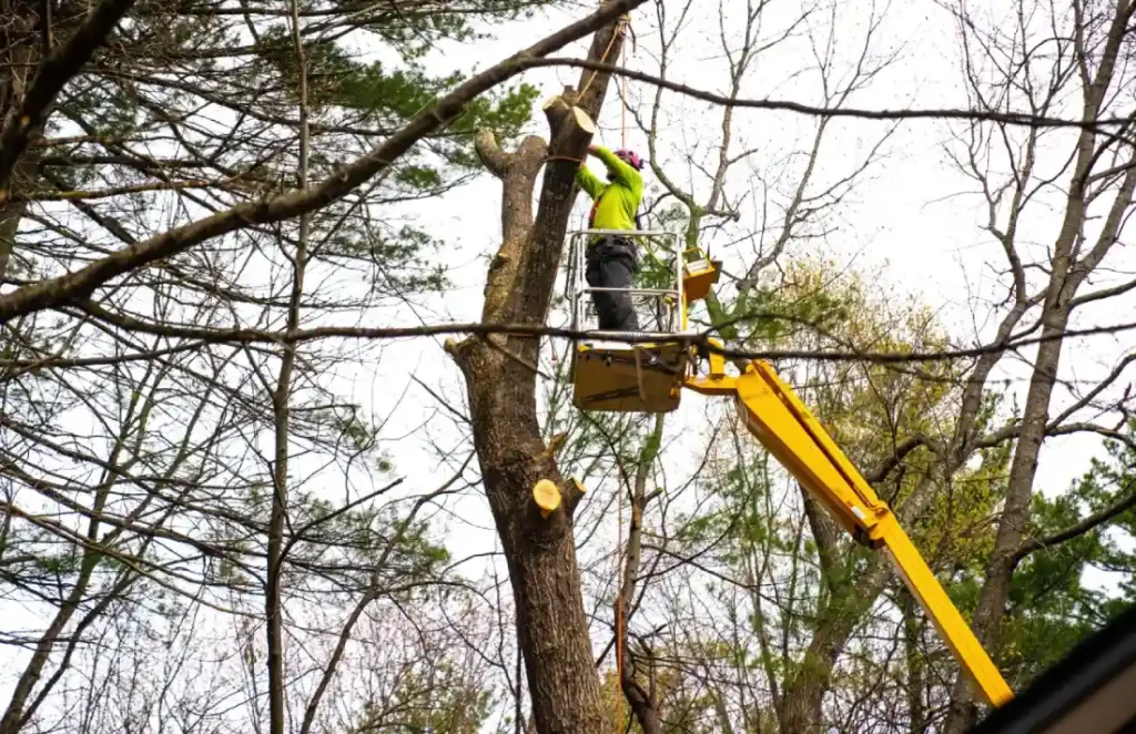 Poda-arbol-con-cesta-elevadora