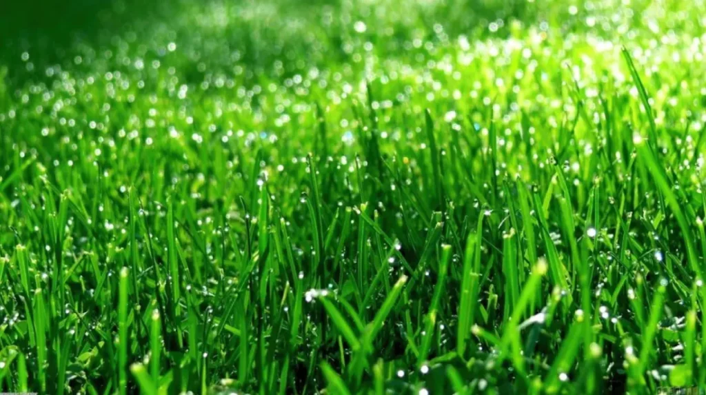cesped-natural-recien-regado