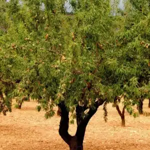 Almendro Almendro