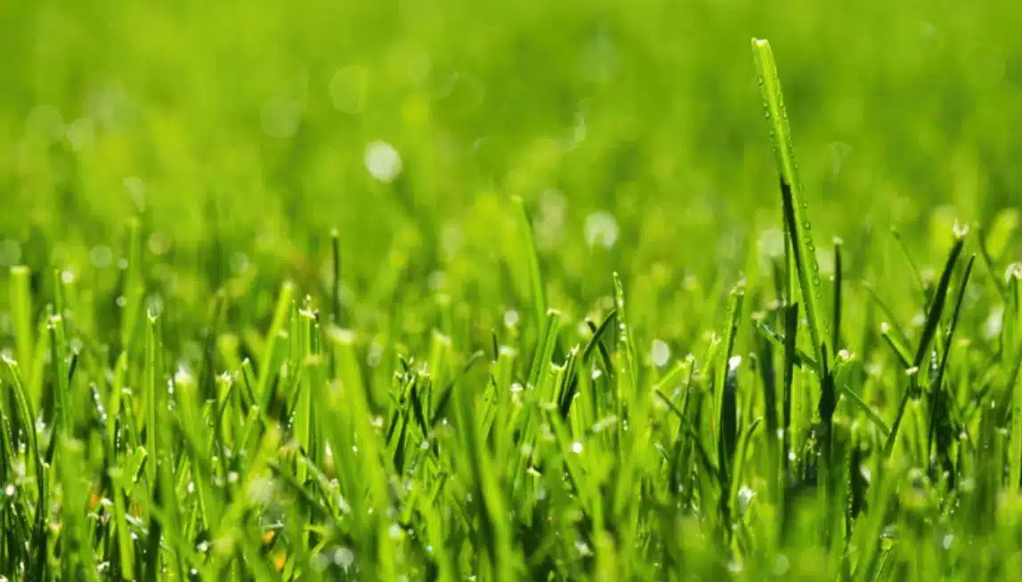 Césped natural bajo la lluvia