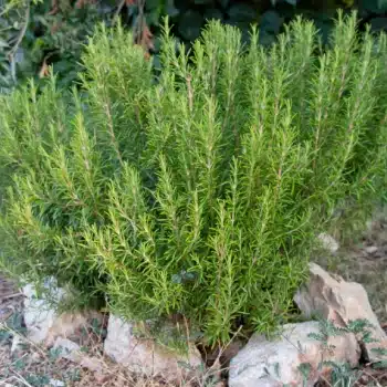 Romero (Rosmarinus officinalis) Romero (Rosmarinus officinalis)