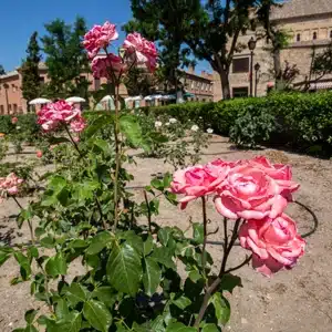 La rosaleda en primavera
