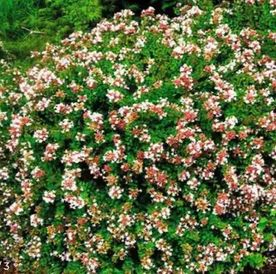 Planta Abelia Planta Abelia