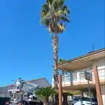 Poda en altura siempre verde