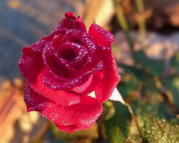 Rosa con rocío de la mañana