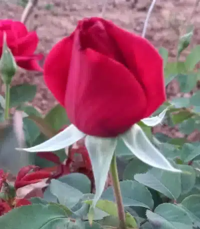 Capullo de rosa roja