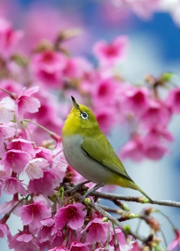 Pájaro en una rama de flores móvil