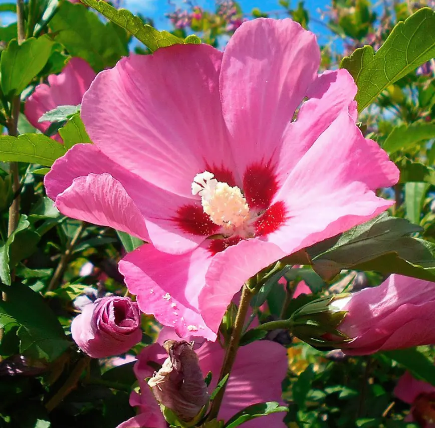 Rosa de Siria, típica en Burgos